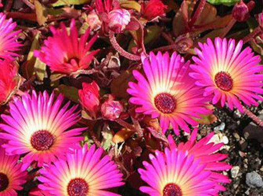 Ice Plant Succulent Seeds - 50+ Seeds - Dorotheanthus bellidiformis - - Houseplant