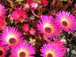Ice Plant Succulent Seeds - 50+ Seeds - Dorotheanthus bellidiformis - - Houseplant