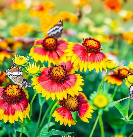 Gaillardia pulchella Flower Seeds, Indian Blanket Variety - - Flower Seeds