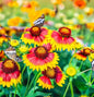 Gaillardia pulchella Flower Seeds, Indian Blanket Variety - - Flower Seeds