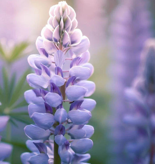 Lupine Flower Seeds - Perennial Variety - - Flower Seeds
