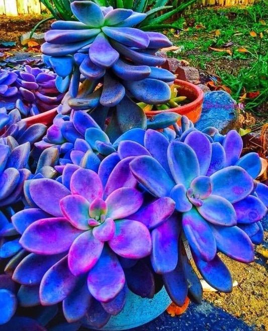 Blue Succulents Seeds Pack - Witchford Lithops Cactus Seeds 100 Pcs - - Houseplant