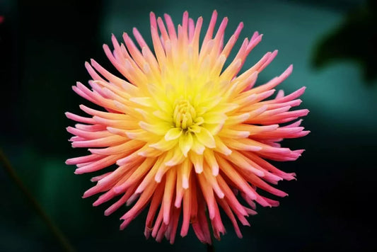 Cactus Dahlia Seeds - 50+ Mixed Color Pack - - garden flowers