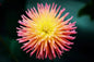 Cactus Dahlia Seeds - 50+ Mixed Color Pack - - garden flowers