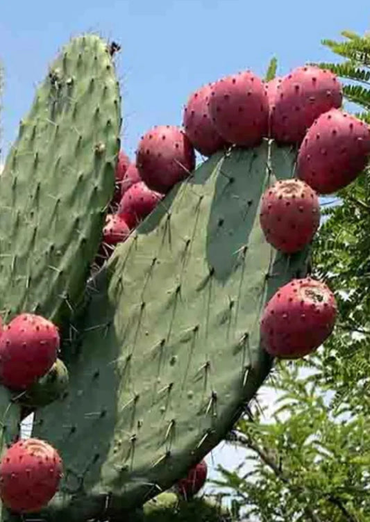 Red Prickly Pear Cactus Seeds - 20+ Seeds - Opuntia ficus-Indica - - Houseplant