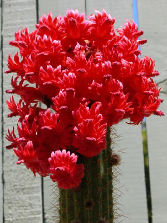 Red Torch Cactus Seeds - Showy Bolivicereus s. - - garden flowers