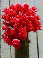 Red Torch Cactus Seeds - Showy Bolivicereus s. - - garden flowers