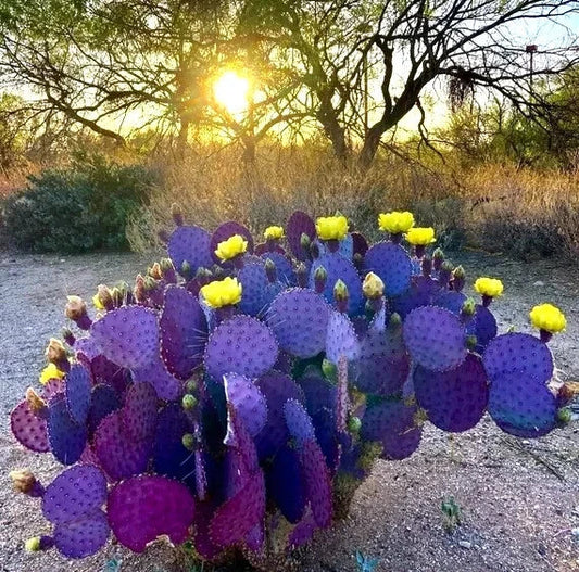 Purple Cactus Seeds - 10 Pack Opuntia Santa Rita Prickly Pear Fruit - - Houseplant
