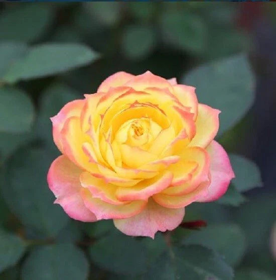 Yellow Pink Rose Seeds - 10 Perennial Shrub Flower Seeds - - garden flowers