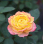 Yellow Pink Rose Seeds - 10 Perennial Shrub Flower Seeds - - garden flowers