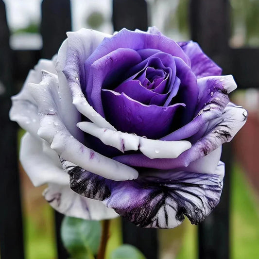 20pcs Rare Purple and White Twin Rose Seeds - Rosa spp - - Seeds