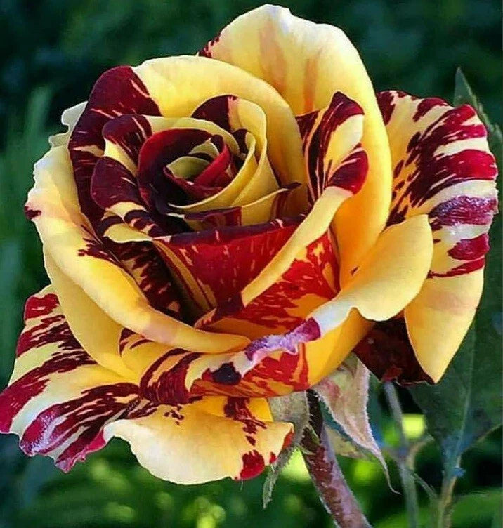 Yellow Red Rose Seeds - 10 Perennial Flowering Seeds - - Seeds