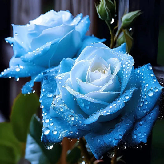 20pcs Blue Rose Seeds - Unique Broken Ice Variety - - Seeds