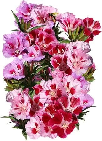 Dwarf Godetia Seeds - Farewell to Spring - Clarkia amoena - - Flower Seeds