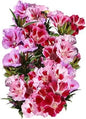 Dwarf Godetia Seeds - Farewell to Spring - Clarkia amoena - - Flower Seeds