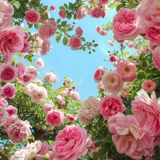 Pink Climbing Rose Seeds – 20 Non-GMO Heirloom Seeds - - Seeds