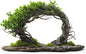 Willow Arch Bonsai Tree Cuttings - 4 Fast Growing Indoor/Outdoor Willow Cuttings - - Houseplant