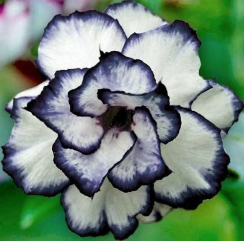 Black White Desert Rose Seeds - 4 Pack, Adenium Obesum - - rose seeds