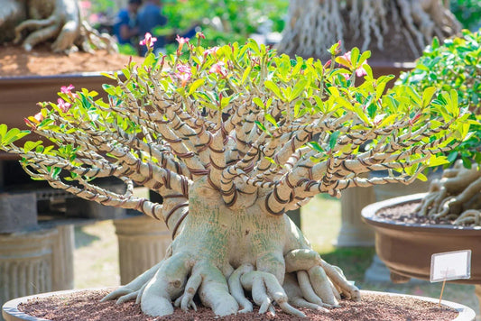 20 Rare Exotic Desert Rose Seeds - Adenium Obesum - Mixed Colors for Bonsai Gardening - - plant seed