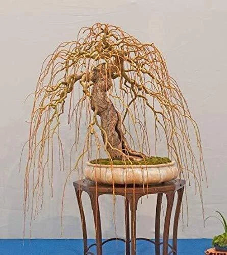 Golden Curls Willow Tree Cutting - Live Plant - Salix matsudana Golden Curls - - Houseplant