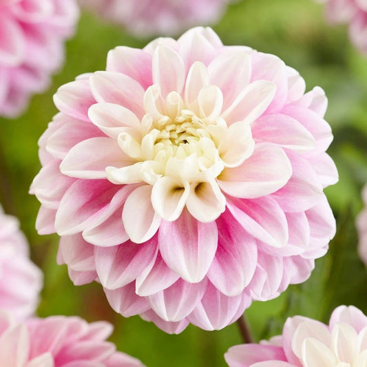 Fluffles Dahlia Seeds - 25 Flowering Bloom Seeds - - Seeds