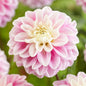 Fluffles Dahlia Seeds - 25 Flowering Bloom Seeds - - Seeds