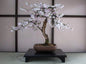 Bonsai Black Cherry Tree Seeds - 20 Seeds - Prunus serotina - Fruit Bearing Bonsai Tree - - Seeds