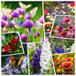 Wildflower Seeds 2 Ounces - 50000+ Mixed Perennial & Annual Seeds - - garden flowers
