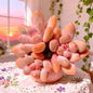 Rare Succulents Bare Root xPachyveria Elaine - - succulent seeds