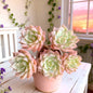 Rare Succulents Bare Root Live Plant Margaret Variety - - succulent seeds