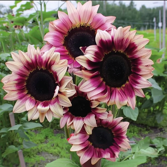 Purple Plum Sunflower Seeds – 25 Count Deep Purple Blooms - - Seeds