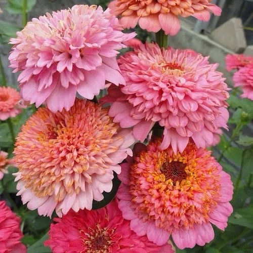 Cupcake Zinnia 100 Seeds for Planting - - Flower Seeds