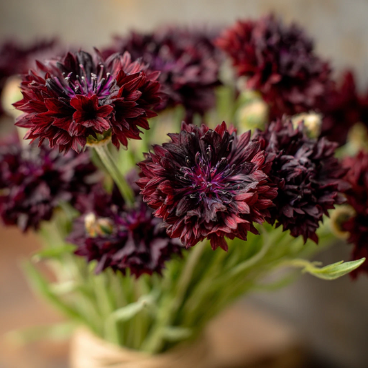 Black Cornflower Seeds – 100 Centaurea Cyanus Flower Seeds - - garden flowers