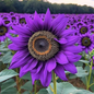 Violet Majesty Purple Sunflower Seeds 50pcs, Heirloom Helianthus annuus Flower Seeds - - Flower Seeds
