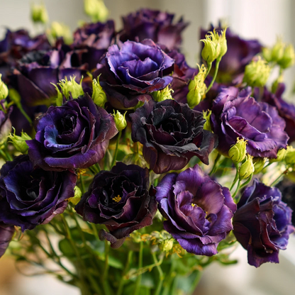 Rosanne Black Pearl F1 Lisianthus Seeds 25 Count, Dark Purple - - Seeds