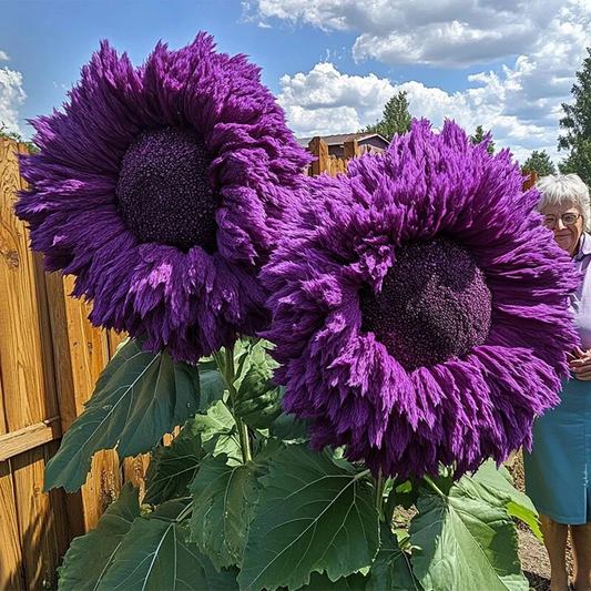 Purple Giant Teddy Bear Sunflower Seeds 50pcs - - Flower Seeds