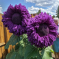 Purple Giant Teddy Bear Sunflower Seeds 50pcs - - Flower Seeds