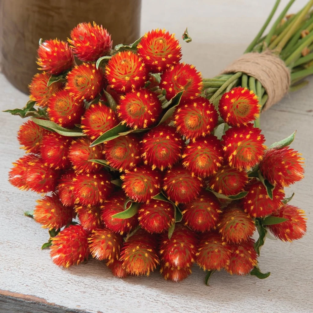 Strawberry Red Gomphrena Seeds – 25 Globe Amaranth Flower Seeds - - Flower Seeds