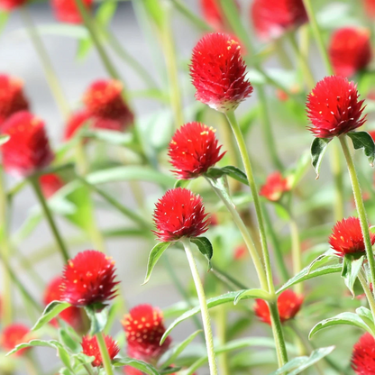 Strawberry Red Gomphrena Seeds – 25 Globe Amaranth Flower Seeds - - Flower Seeds