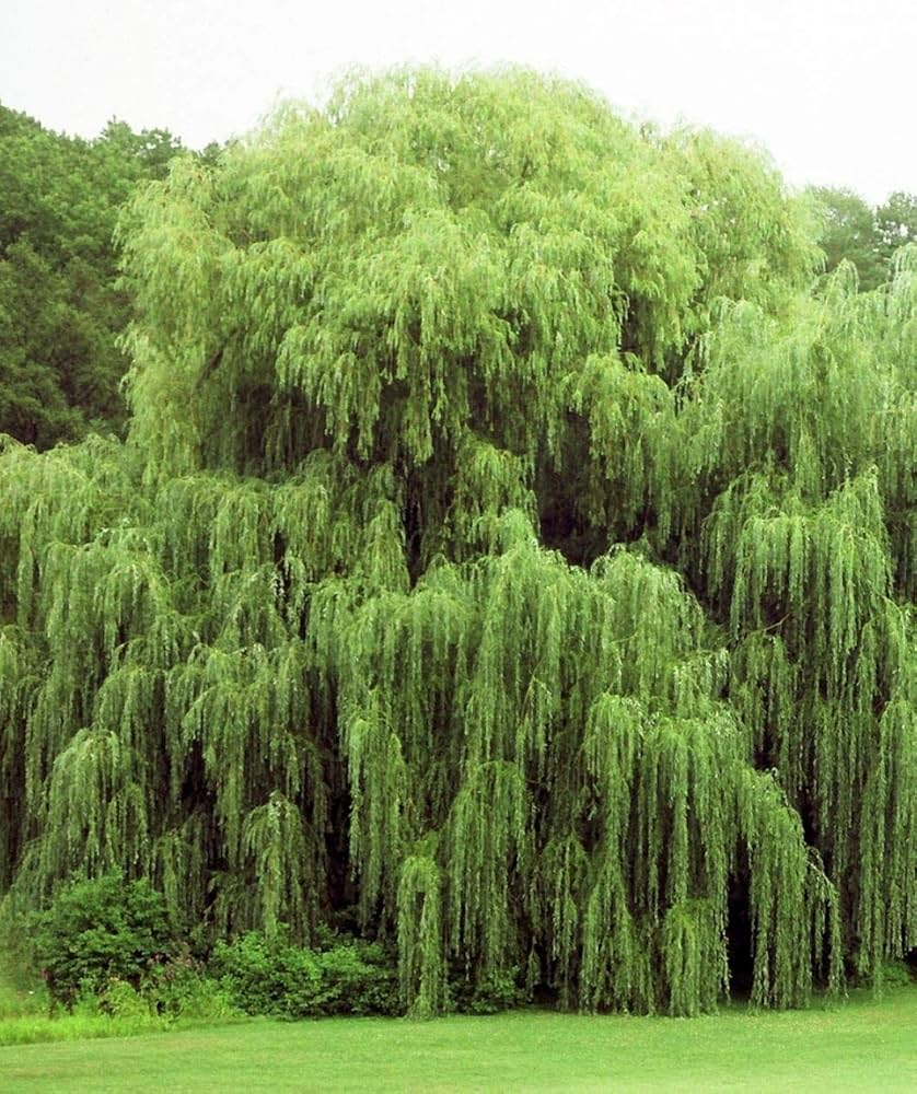 Gold Weeping Willow Cuttings - 5 Pack - Fast Growing Shade Tree - Bonsai or Landscape - - UNROOTED CUTTINGS