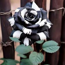 20 Rare Black & White Striped Rose Seeds - Unique Heirloom Variety - - Seeds