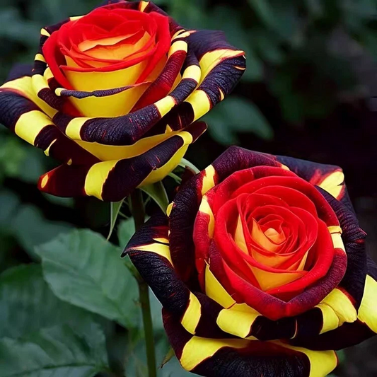 20 Firebird Striped Rose Seeds - Fiery Red & Orange Blooms - 20 Firebird Striped Rose Seeds - Fiery Red & Orange Blooms - Unique Heirloom - Fragrant Perennial Flower - Easy to Grow - Seeds