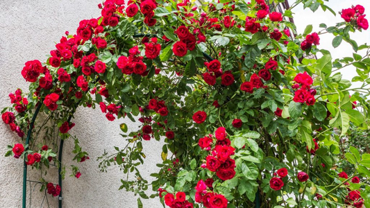 20 Red Climbing Rose Seeds - Fragrant Perennial Vine - Fast-Growing - 20 Red Climbing Rose Seeds - Fragrant Perennial Vine - Fast-Growing Flower for Trellis, Arbors & Fences - Easy to Grow - garden flowers