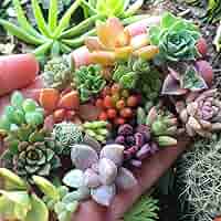 200 Rare Mixed Succulent Seeds - Colorful & Unique Echeveria, Sedum, Lithops Collection - - Seeds