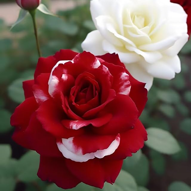 20 Red & White Rare Twin Rose Seeds - Unique Bicolor Blooms - 20 Red & White Rare Twin Rose Seeds - Unique Bicolor Blooms - Fragrant Perennial Flower - Easy to Grow - Heirloom Variety - garden flowers
