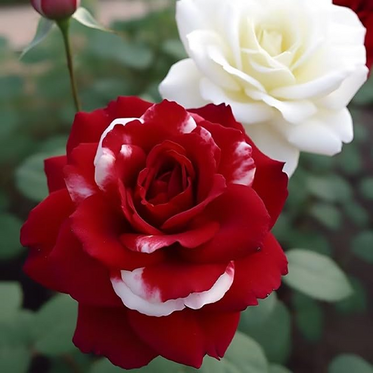 20 Red & White Rare Twin Rose Seeds - Unique Bicolor Blooms - 20 Red & White Rare Twin Rose Seeds - Unique Bicolor Blooms - Fragrant Perennial Flower - Easy to Grow - Heirloom Variety - garden flowers