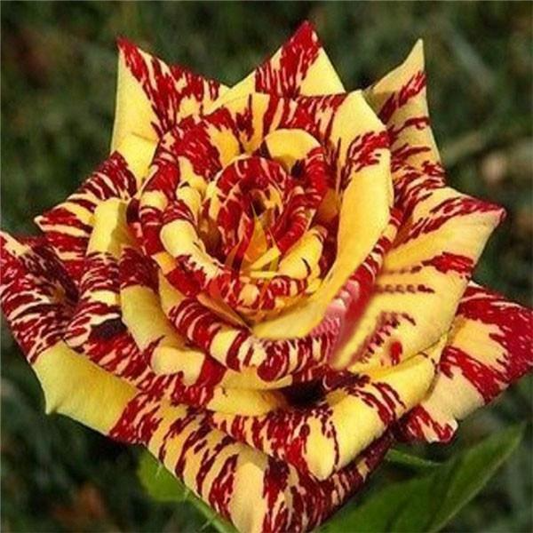 20 Dragon Tiger Rose Seeds - Rare Striped Rose Variety - Exotic Red & Yellow Blooms - 20 Dragon Tiger Rose Seeds - Rare Striped Rose Variety - Exotic Red & Yellow Blooms - Fragrant Perennial - Easy to Grow - Seeds