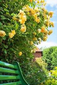 20 Yellow Climbing Rose Seeds - Fragrant Perennial Vine - Fast-Growing - 20 Yellow Climbing Rose Seeds - Fragrant Perennial Vine - Fast-Growing Flower for Trellis, Arbors & Fences - Easy to Grow - Seeds