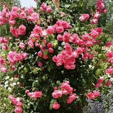 20 Pink Climbing Rose Seeds - Fragrant Perennial Vine - - rose seeds
