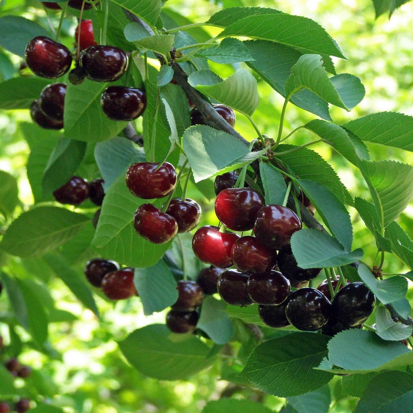 Romeo and Juliet Cherry Trees - - Plant